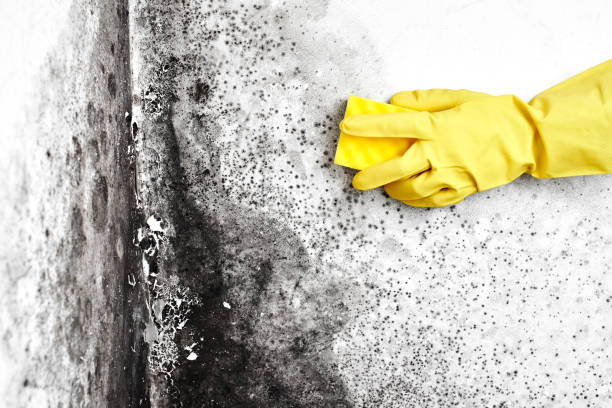 Best Professional Mold Removal  in Belleville, KS