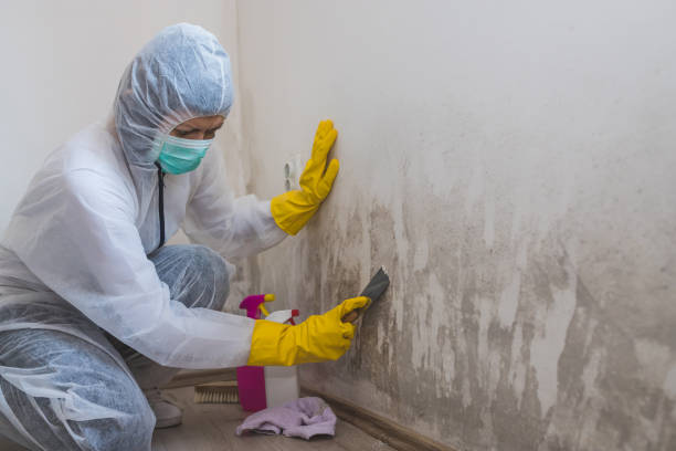 Trusted Belleville, KS Mold Removal Experts