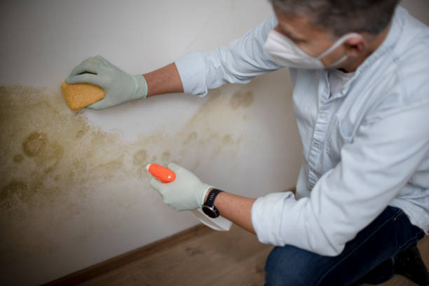 Attic Mold Removal in Belleville, KS