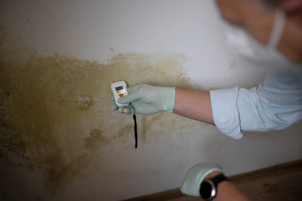 Office Mold Removal Services in Belleville, KS
