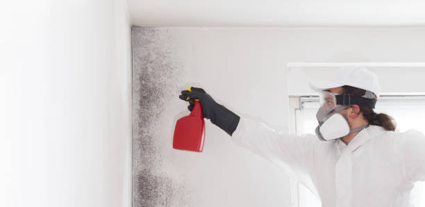 Best Certified Mold Removal  in Belleville, KS
