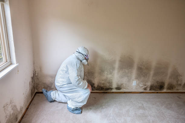 Best Toxic Mold Removal  in Belleville, KS