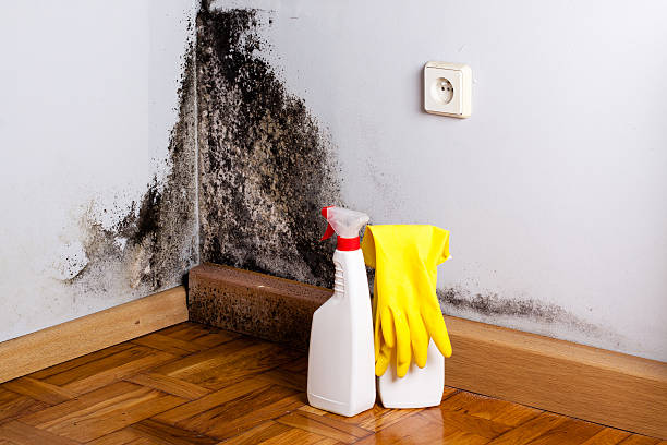 Best Mold Testing  in Belleville, KS