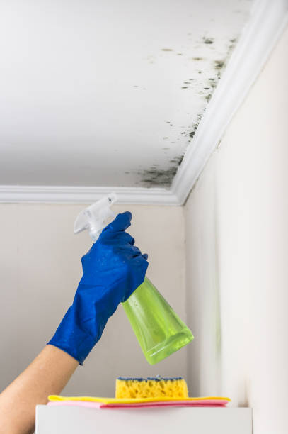 Best Best Mold Removal Companies  in Belleville, KS